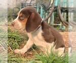 Small Photo #4 Beagle Puppy For Sale in MARSHALL, AR, USA