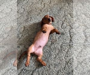 Dachshund Puppy for sale in CHESTER, OK, USA