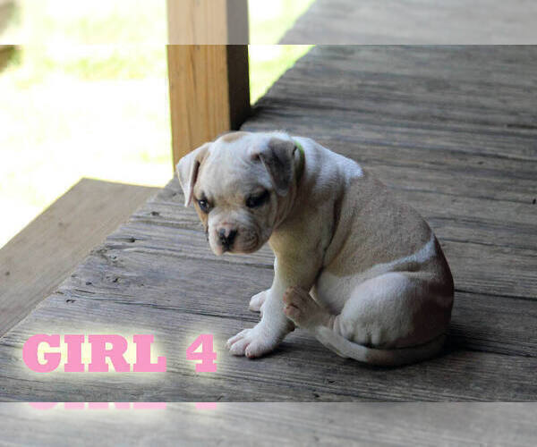 Medium Photo #18 American Bulldog Puppy For Sale in PARIS, TN, USA