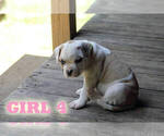 Small #17 American Bulldog