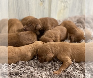 Goldendoodle Puppy for Sale in WOLCOTT, Indiana USA