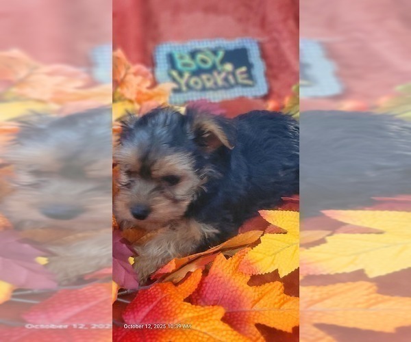 Medium Photo #16 Yorkshire Terrier Puppy For Sale in AKRON, OH, USA
