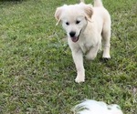 Small Photo #6 Golden Retriever Puppy For Sale in MILTON, FL, USA