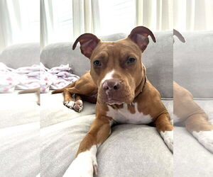 Mutt Dogs for adoption in Rockville, MD, USA