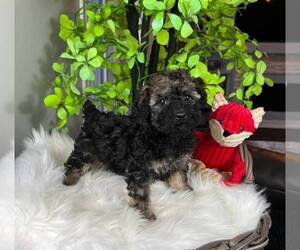 Poodle (Miniature) Puppy for sale in FRANKLIN, IN, USA