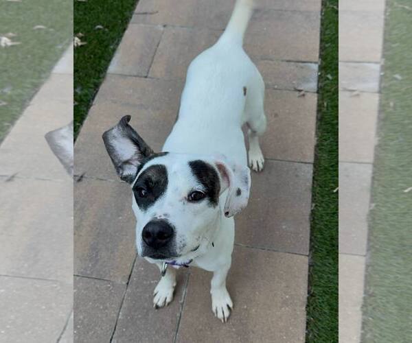 Medium Photo #5 American Pit Bull Terrier-Unknown Mix Puppy For Sale in Catasauqua, PA, USA