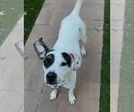 Small #4 American Pit Bull Terrier Mix
