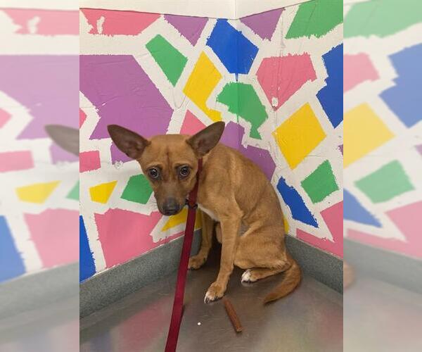 Medium Photo #1 Chihuahua-Unknown Mix Puppy For Sale in Baytown, TX, USA