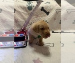Small #2 Labrador Retriever