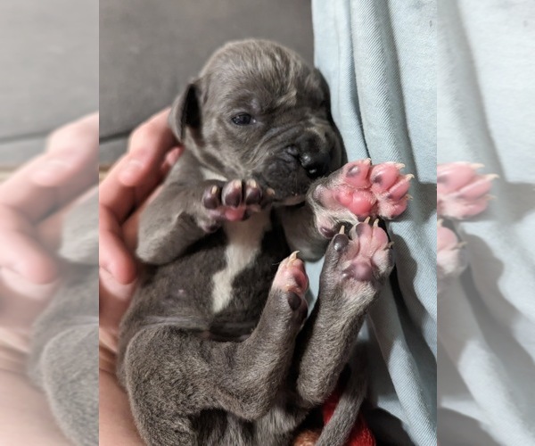 Medium Photo #2 Great Dane Puppy For Sale in CLEARFIELD, UT, USA
