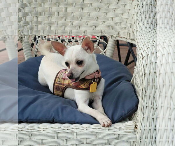 Medium Photo #1 Chihuahua-Unknown Mix Puppy For Sale in Plymouth, MN, USA