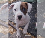 Small #13 Beagle Mix