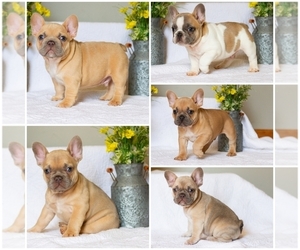 French Bulldog Litter for sale in PERRY, FL, USA