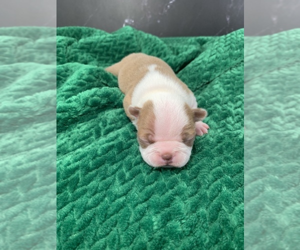 Medium Photo #55 Boston Terrier Puppy For Sale in TULARE, CA, USA