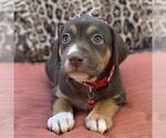 Small #2 Mutt