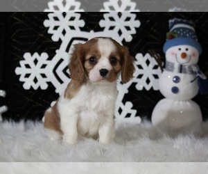 Cavalier King Charles Spaniel Puppy for sale in APPLE CREEK, OH, USA