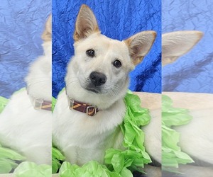 Huskies -Unknown Mix Dogs for adoption in Cuba, NY, USA