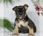 Small French Bulldog