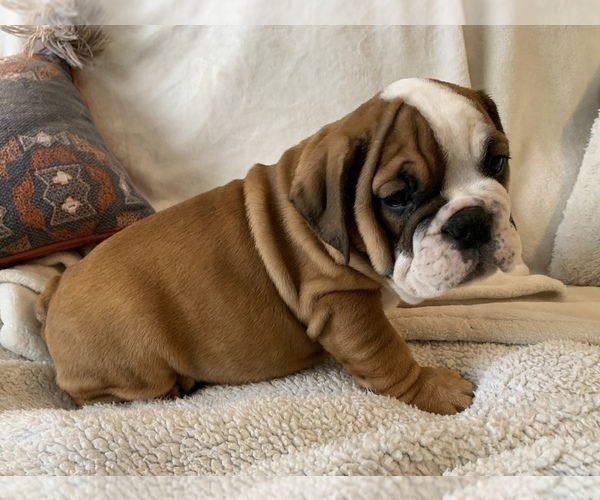 Medium Photo #7 English Bulldog Puppy For Sale in JOHNS ISLAND, SC, USA