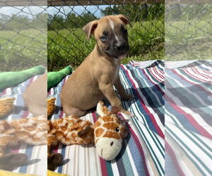 Labrador Retriever-Unknown Mix Dogs for adoption in Tarrytown, GA, USA