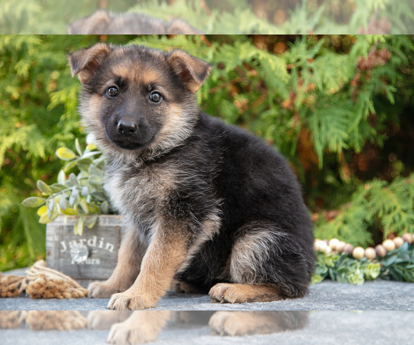 Medium Photo #13 German Shepherd Dog Puppy For Sale in BREMEN, IN, USA