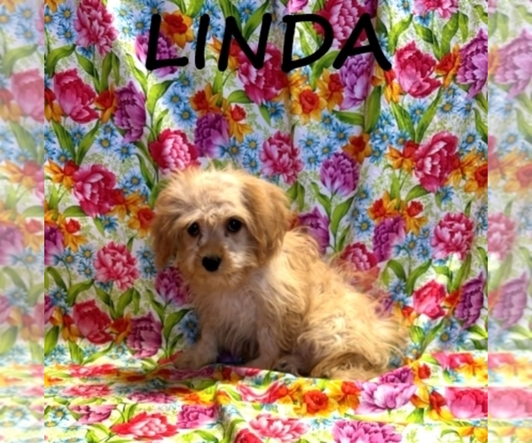 Medium Photo #3 Cavapoo Puppy For Sale in HARTLAND, MN, USA