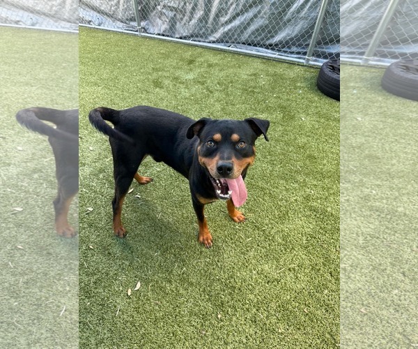 Medium Photo #6 Rottweiler-Unknown Mix Puppy For Sale in Hillsboro, NH, USA
