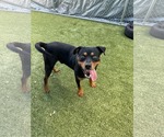 Small #5 Rottweiler Mix