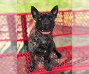 Mutt Dogs for adoption in Crandall, GA, USA