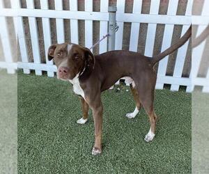 Border Collie-Unknown Mix Dogs for adoption in Modesto, CA, USA
