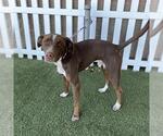 A615030 - Male Border Collie-Unknown Mix Dog for Adoption - Small photo