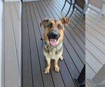 Small German Shepherd Dog