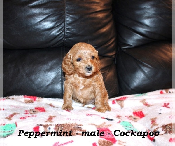 Medium Photo #3 Cockapoo (Miniature) Puppy For Sale in CLARKRANGE, TN, USA