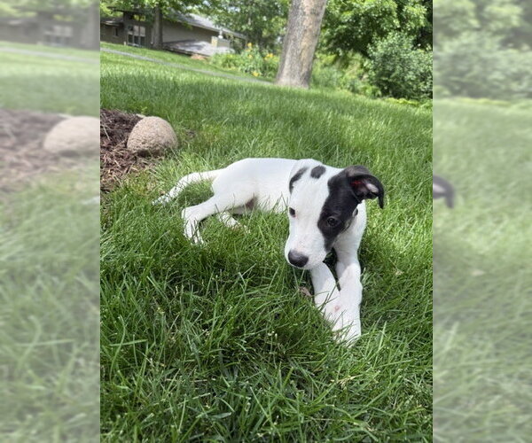 Medium Photo #2 Collie-Unknown Mix Puppy For Sale in St. Louis Park, MN, USA