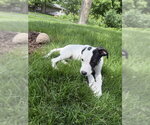 Small #1 Collie Mix