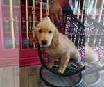 Small Photo #3 Golden Retriever Puppy For Sale in MERCED, CA, USA