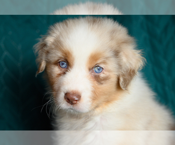 Medium Photo #2 Australian Shepherd Puppy For Sale in ROCKY MOUNT, VA, USA