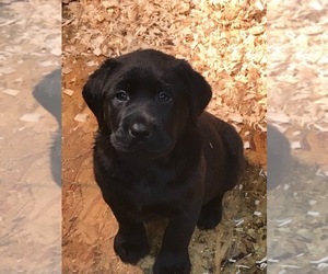 Labrador Retriever Puppy for sale in GRANDVILLE, MI, USA