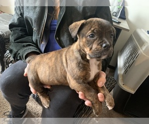 Boston Terrier-English Bulldog Mix Puppy for sale in BIG RAPIDS, MI, USA