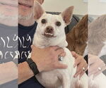 Small #7 Chihuahua Mix
