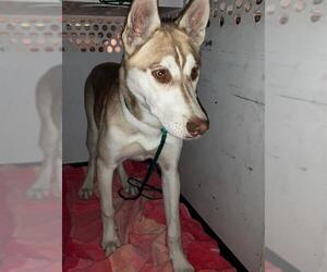 Siberian Husky-Unknown Mix Dogs for adoption in Orange, CA, USA