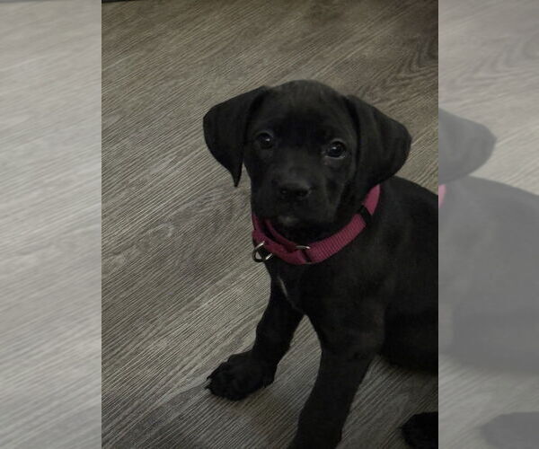 Medium Photo #4 Boweimar Puppy For Sale in Brewster, NY, USA