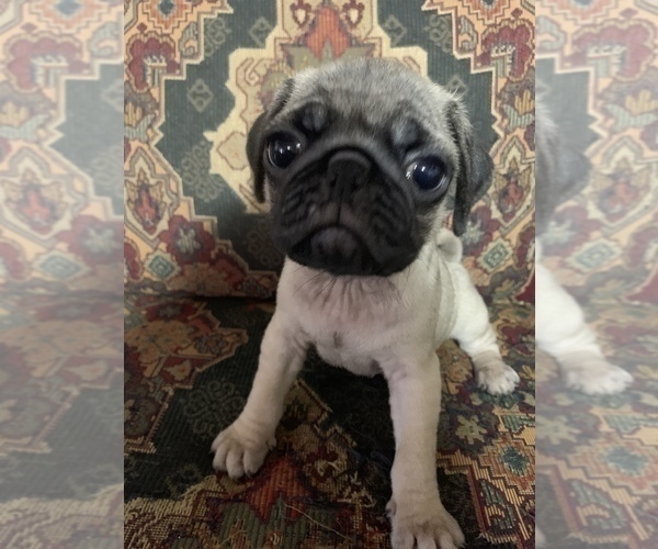 Medium Photo #2 Pug Puppy For Sale in FALMOUTH, VA, USA