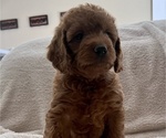 Puppy 6 Labradoodle-Poodle (Miniature) Mix