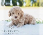 Small #4 Bichpoo