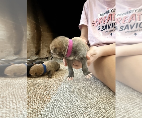 Medium Photo #8 German Shepherd Dog-Wolf Hybrid Mix Puppy For Sale in HAMILTON, TX, USA