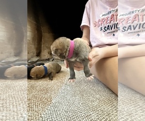 Medium German Shepherd Dog-Wolf Hybrid Mix