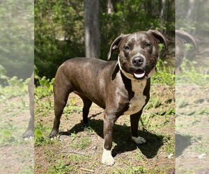 American Pit Bull Terrier Dogs for adoption in Clarkesville, GA, USA