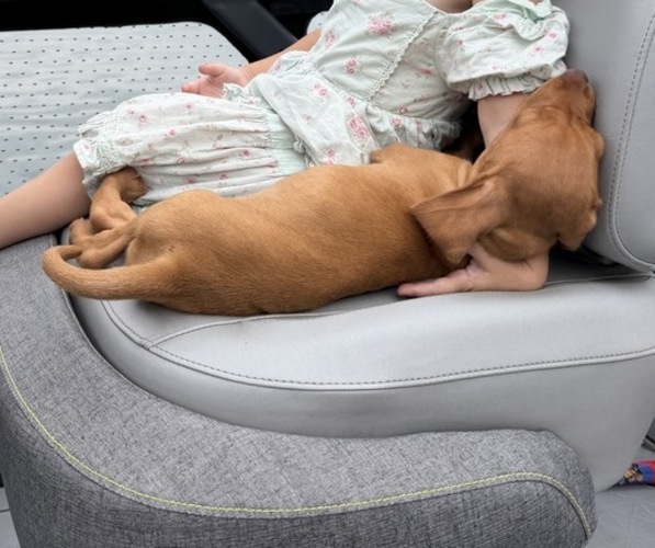 Medium Photo #13 German Shorthaired Pointer-Vizsla Mix Puppy For Sale in WAVERLY, NY, USA