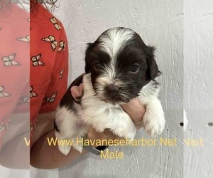 Havanese Puppy for sale in MBORO, TN, USA